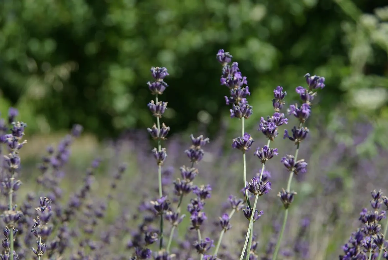 Logis Hotel La Bastide Des Monges Ньон Франция